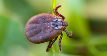 Look at hurdles to examining tick-born pathogens, limitations to common methods, and novel strategies for overcoming them